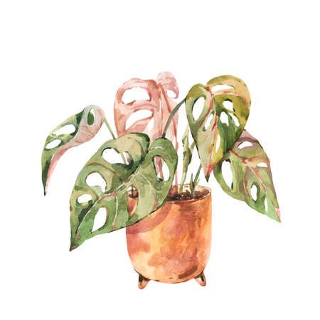 Watercolor indoor plants, monstera urban jungle natural illustration. Vintage design objects in bohemian style isolated on white background. Cozy home collectionの写真素材