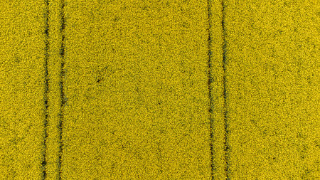 Aerial view of yellow flowering rapeseed fields. countryside landscape. Travel Europe. Drone photo.