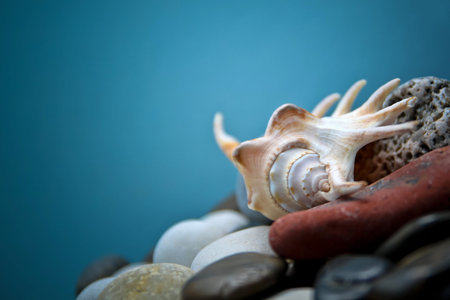 sea shell on rocks with blue background
