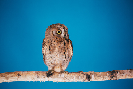 Eurasian scops owl in studio with blue background.の写真素材
