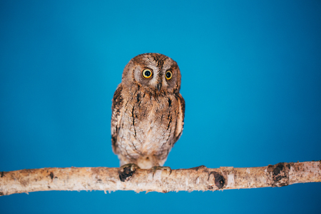 Eurasian scops owl in studio with blue background.の写真素材