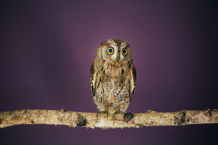 Eurasian scops owl in studio with purple background.の写真素材
