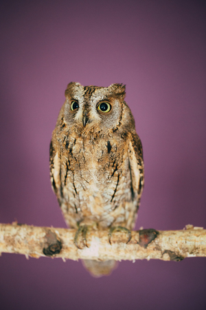 Eurasian scops owl in studio with purple background.の写真素材