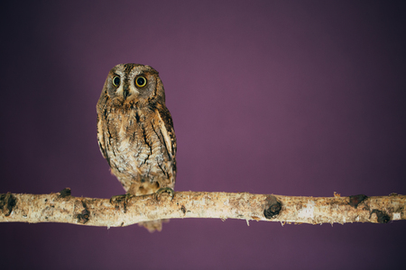 Eurasian scops owl in studio with purple background.の写真素材