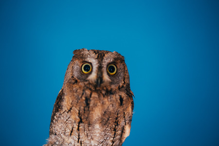 Eurasian scops owl in studio with blue background.の写真素材