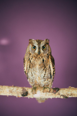 Eurasian scops owl in studio with purple background.の写真素材