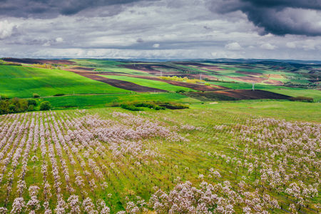Drone view of wisteria fieldsの写真素材