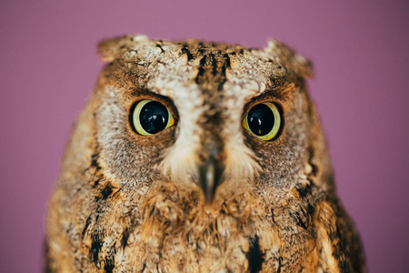 Eurasian scops owl in studio with purple background.の写真素材