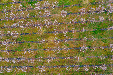 Drone view of wisteria fieldsの写真素材