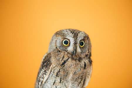 Eurasian scops owl in studio with orange background.の写真素材
