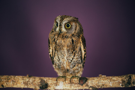 Eurasian scops owl in studio with purple background.の写真素材