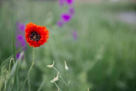 Beautiful poppies in a green meadow.の写真素材