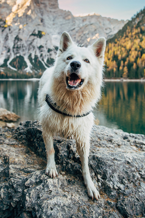 Beautiful white dog at Braies lake, Italyの写真素材