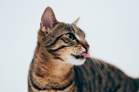 Beautiful tabby cat posing for the camera. Licking it's nose and fur and makes funny faces.の写真素材