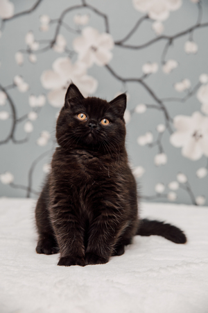 Beautiful British Shorthair kittens posing for the camera gainst flower background.の写真素材