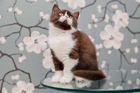 Beautiful British Shorthair kittens posing for the camera gainst flower background.の写真素材