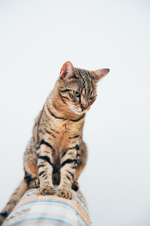 Beautiful tabby cat posing for the camera. Licking it's nose and fur and makes funny faces.の写真素材