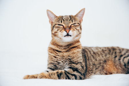 Beautiful tabby cat posing for the camera. Licking it's nose and fur and makes funny faces.