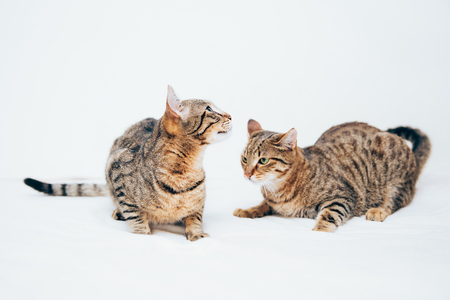 Beautiful tabby cat posing for the camera. Licking it's nose and fur and makes funny faces.の写真素材