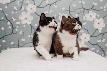 Beautiful British Shorthair kittens posing for the camera gainst flower background.の写真素材