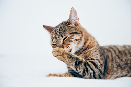 Beautiful tabby cat posing for the camera. Licking it's nose and fur and makes funny faces.の写真素材
