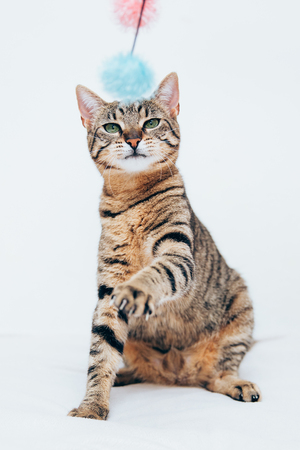 Beautiful tabby cat posing for the camera. Licking it's nose and fur and makes funny faces.の写真素材