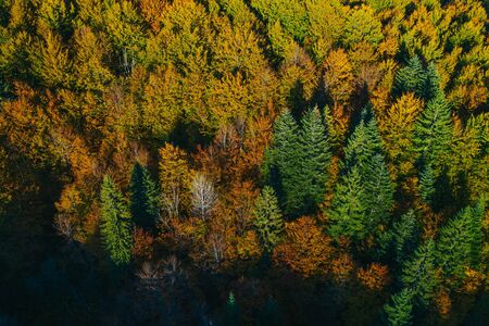 Aerial view of autumn colorful tree tops and pines.の写真素材