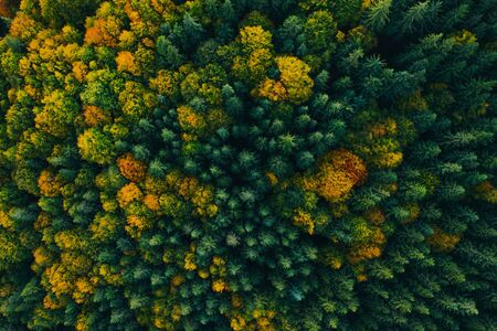 Aerial view of autumn colorful tree tops and pines.の写真素材