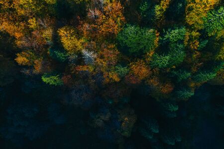 Aerial view of autumn colorful tree tops and pines.の写真素材