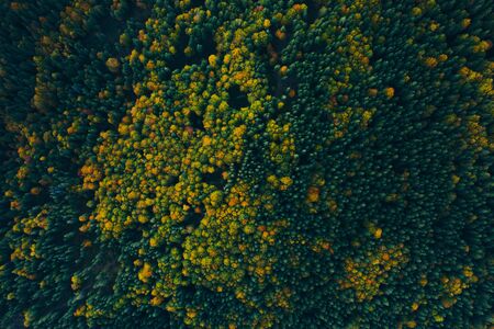 Aerial view of autumn colorful tree tops and pines.の写真素材