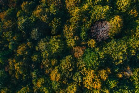 Aerial view of autumn colorful tree tops and pines.の写真素材