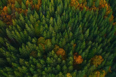 Aerial view of autumn colorful tree tops and pines.の写真素材