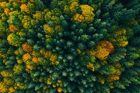 Aerial view of autumn colorful tree tops and pines.の写真素材