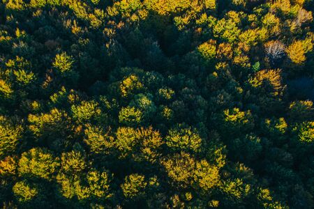 Aerial view of autumn colorful tree tops and pines.の写真素材