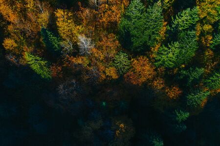 Aerial view of autumn colorful tree tops and pines.の写真素材