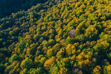 Aerial view of autumn colorful tree tops and pines.の写真素材