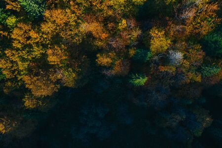 Aerial view of autumn colorful tree tops and pines.の写真素材
