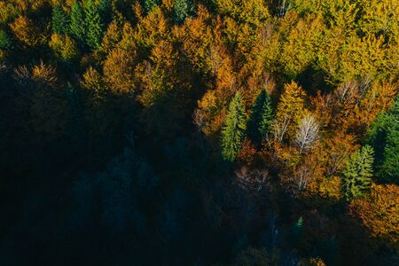 Aerial view of autumn colorful tree tops and pines.の写真素材