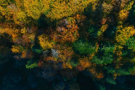Aerial view of autumn colorful tree tops and pines.の写真素材