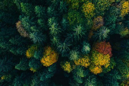 Aerial view of autumn colorful tree tops and pines.の写真素材