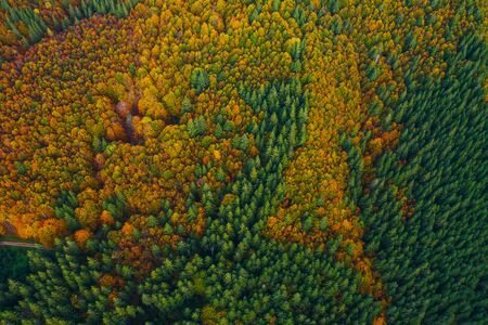 Aerial view of autumn colorful tree tops and pines.の写真素材