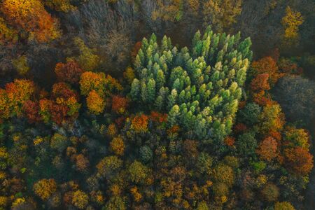 Colorful trees of autumn seen from a drone. Trees planted in the shape of a heart.の写真素材