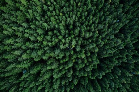 Pine tree tops seen from a droneの写真素材