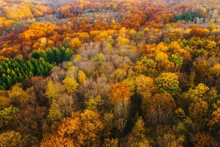 Colorful trees of autumn seen from a drone.の写真素材