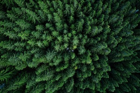 Pine tree tops seen from a droneの写真素材