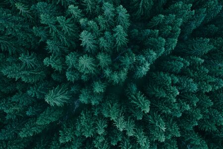 Pine tree tops seen from a droneの写真素材