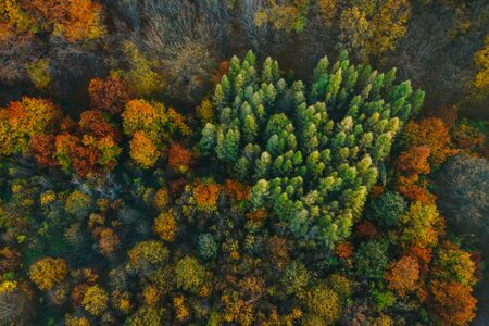 Colorful trees of autumn seen from a drone. Trees planted in the shape of a heart.の写真素材