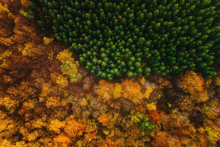 Colorful trees of autumn seen from a drone.の写真素材