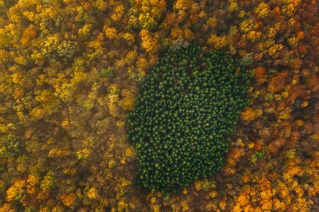 Colorful trees of autumn seen from a drone. Trees planted in the shape of a circle.の写真素材