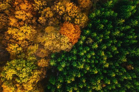 Colorful trees of autumn seen from a drone.の写真素材